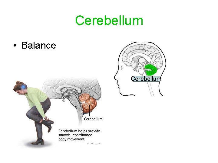 Cerebellum • Balance Cerebellum 