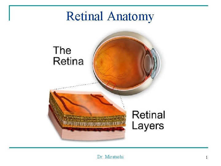 Retinal Anatomy Dr. Miratashi 1 