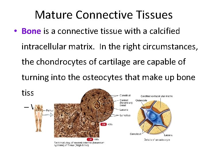 Mature Connective Tissues • Bone is a connective tissue with a calcified intracellular matrix.