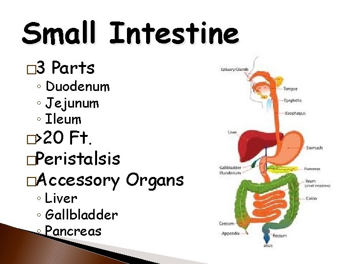 Gastrointestinal System CNA 2 Core Acute OSBN Curriculum