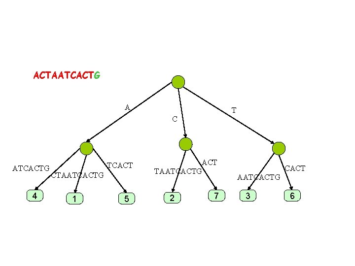 ACTAATCACTG A T C ATCACTG 4 TCACT CTAATCACTG 1 5 ACT TAATCACTG 2 7