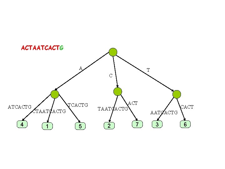 ACTAATCACTG A T C ATCACTG 4 TCACTG CTAATCACTG 1 5 ACT TAATCACTG 2 7