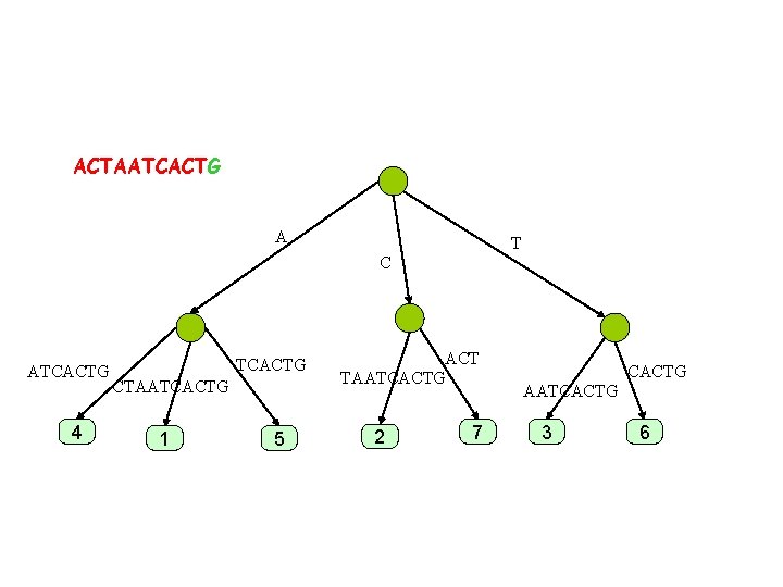 ACTAATCACTG A T C ATCACTG 4 TCACTG CTAATCACTG 1 5 ACT TAATCACTG 2 7