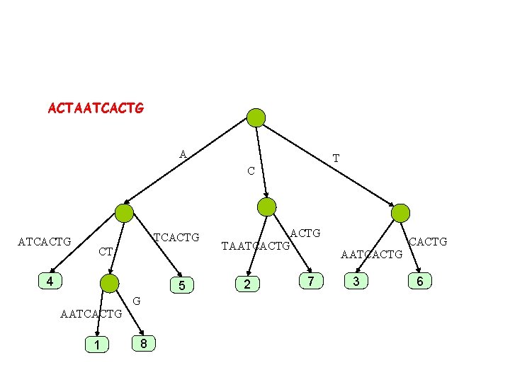 ACTAATCACTG A T C ATCACTG CT 4 5 G AATCACTG 1 8 ACTG TAATCACTG