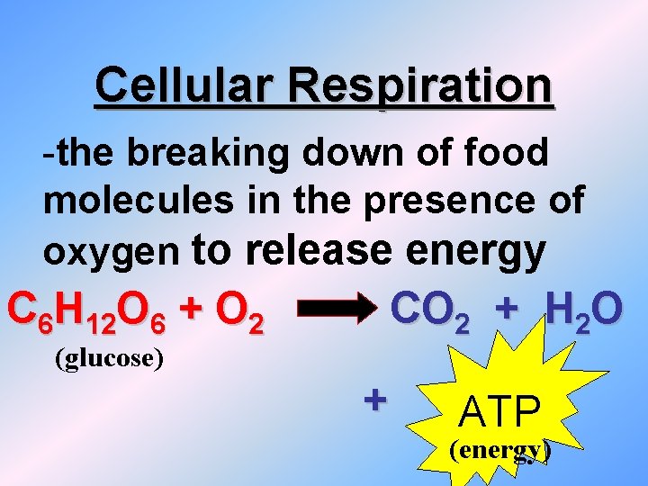 Cellular Respiration -the breaking down of food molecules in the presence of oxygen to