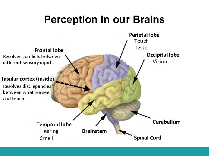 Perception in our Brains Parietal lobe Touch Taste Occipital lobe Vision Frontal lobe Resolves