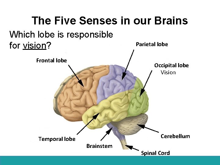 The Five Senses in our Brains Which lobe is responsible for vision? Frontal lobe