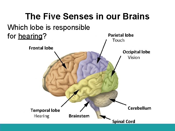 The Five Senses in our Brains Which lobe is responsible for hearing? Frontal lobe