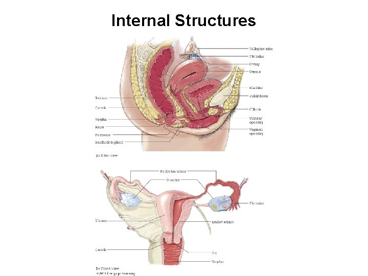 Internal Structures 