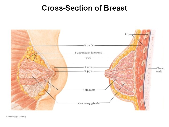 Cross-Section of Breast 