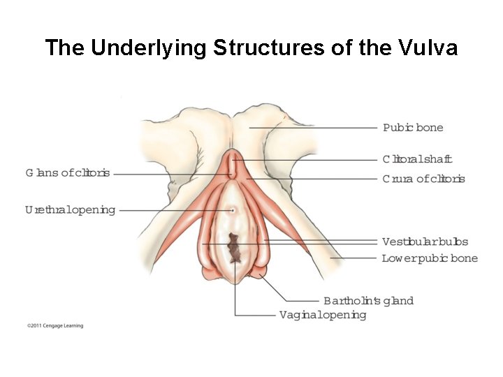 The Underlying Structures of the Vulva 