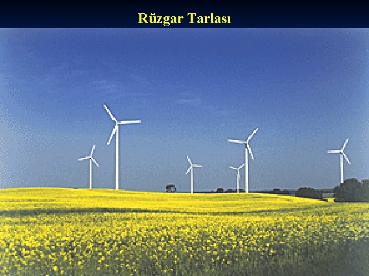 Rüzgar Tarlası 