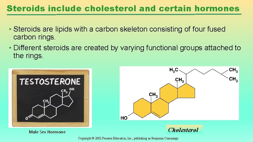 Steroids include cholesterol and certain hormones • Steroids are lipids with a carbon skeleton