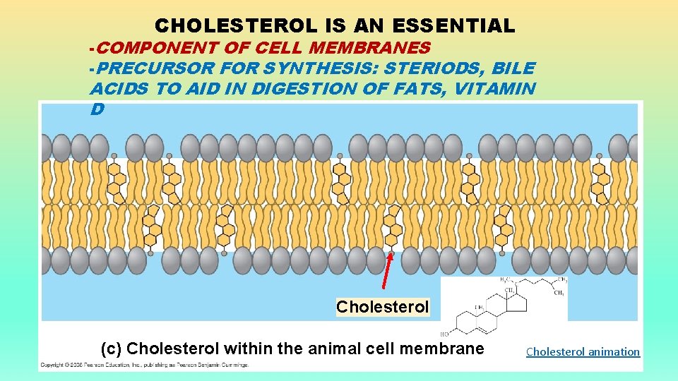 CHOLESTEROL IS AN ESSENTIAL -COMPONENT OF CELL MEMBRANES -PRECURSOR FOR SYNTHESIS: STERIODS, BILE ACIDS