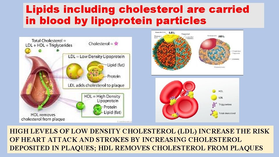 Lipids including cholesterol are carried in blood by lipoprotein particles HIGH LEVELS OF LOW