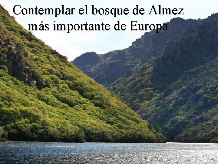 Contemplar el bosque de Almez más importante de Europa 
