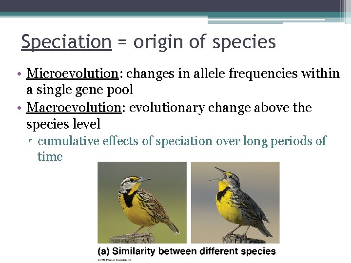 Speciation = origin of species • Microevolution: changes in allele frequencies within a single Speciation = origin of species • Microevolution: changes in allele frequencies within a single
