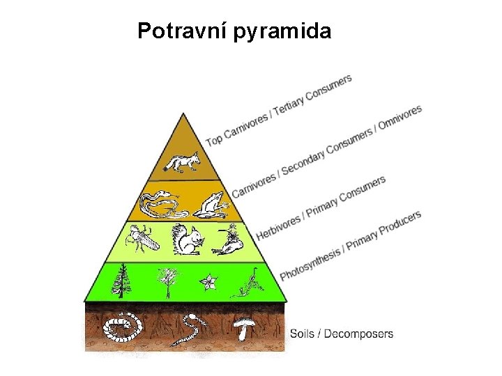 Potravní pyramida 