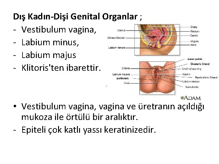 Dış Kadın-Dişi Genital Organlar ; - Vestibulum vagina, - Labium minus, - Labium majus