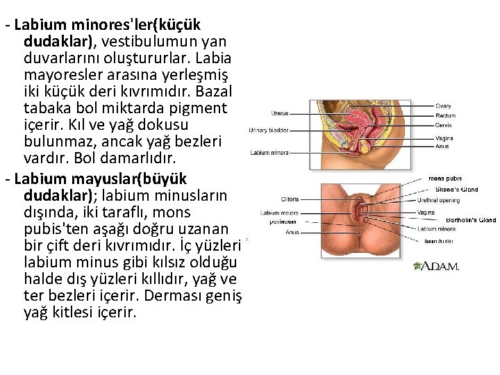 - Labium minores'ler(küçük dudaklar), vestibulumun yan duvarlarını oluştururlar. Labia mayoresler arasına yerleşmiş iki küçük