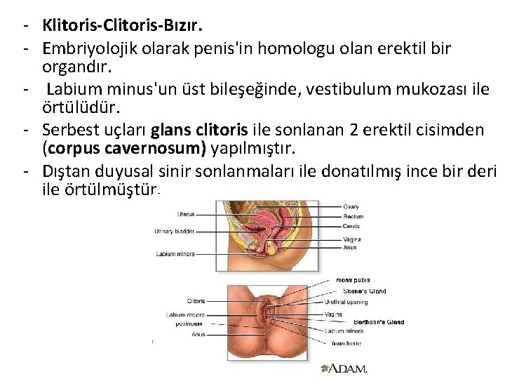 - Klitoris-Clitoris-Bızır. - Embriyolojik olarak penis'in homologu olan erektil bir organdır. - Labium minus'un