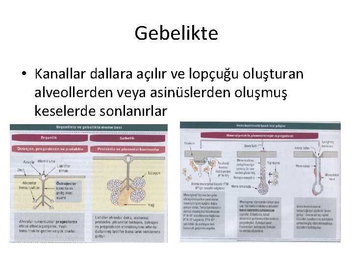 Gebelikte • Kanallar dallara açılır ve lopçuğu oluşturan alveollerden veya asinüslerden oluşmuş keselerde sonlanırlar