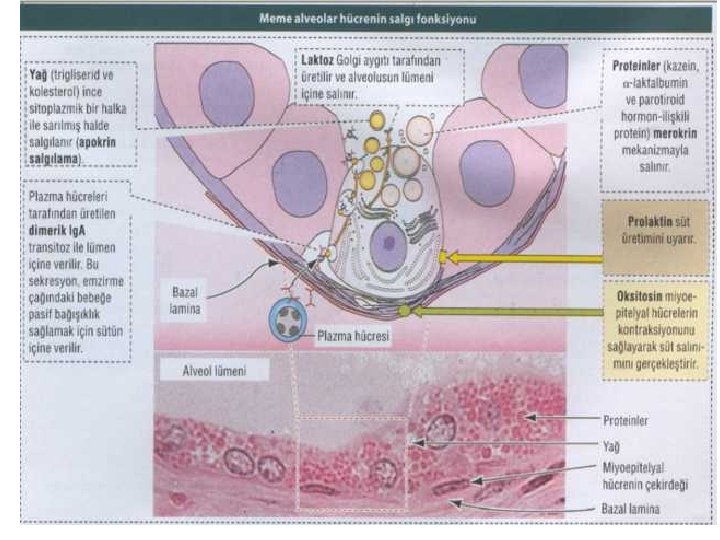 SÜT İÇERİĞİ • Merokrin salgılama ile salınan proteinler (kazein, alfa-laktalbümin ve PTH-RP) • Apokrinle