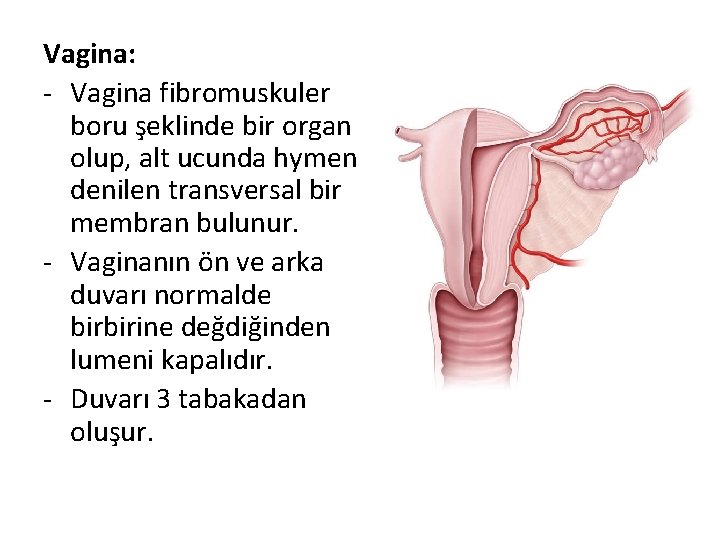 Vagina: - Vagina fibromuskuler boru şeklinde bir organ olup, alt ucunda hymen denilen transversal