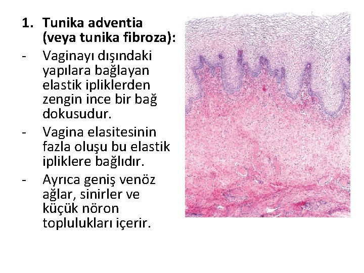 1. Tunika adventia (veya tunika fibroza): - Vaginayı dışındaki yapılara bağlayan elastik ipliklerden zengin