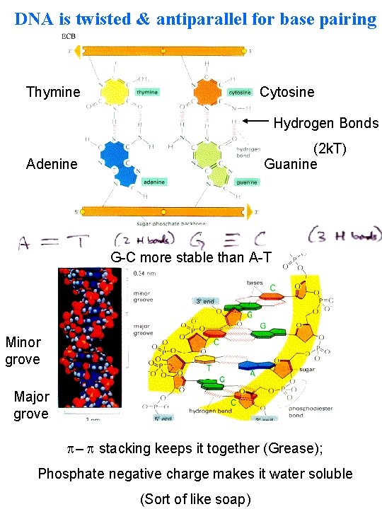DNA is twisted & antiparallel for base pairing Thymine Cytosine Hydrogen Bonds (2 k.