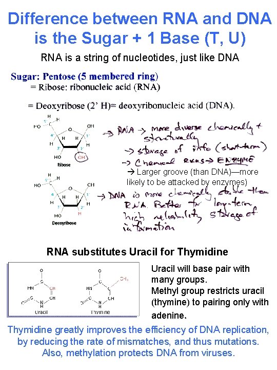 Difference between RNA and DNA is the Sugar + 1 Base (T, U) RNA