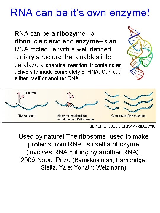 RNA can be it’s own enzyme! RNA can be a ribozyme –a ribonucleic acid