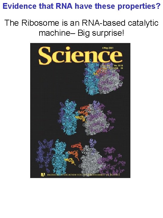 Evidence that RNA have these properties? The Ribosome is an RNA-based catalytic machine– Big