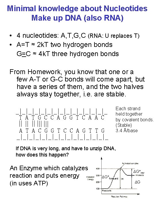 Minimal knowledge about Nucleotides Make up DNA (also RNA) • 4 nucleotides: A, T,