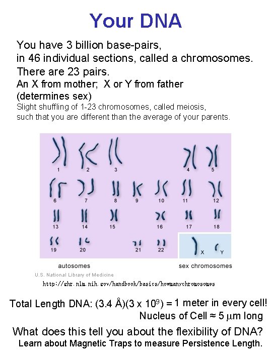 Your DNA You have 3 billion base-pairs, in 46 individual sections, called a chromosomes.