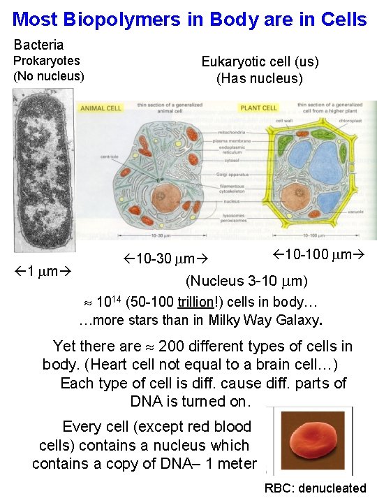 Most Biopolymers in Body are in Cells Bacteria Prokaryotes (No nucleus) 1 mm Eukaryotic