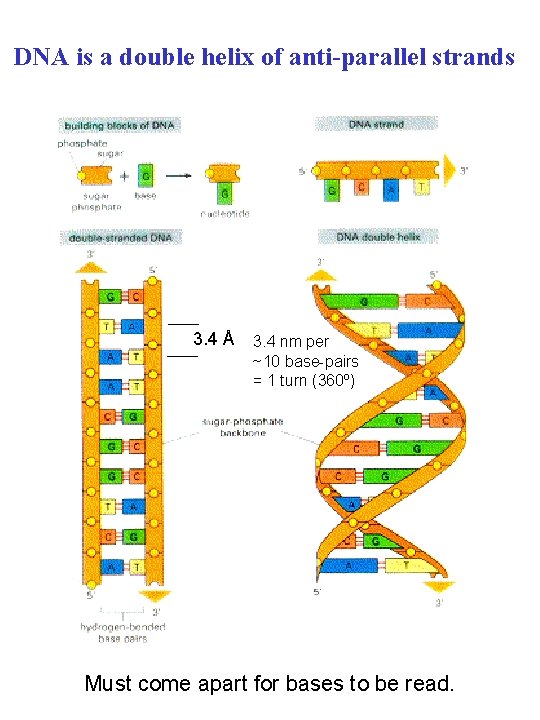 DNA is a double helix of anti-parallel strands 3. 4 Å 3. 4 nm