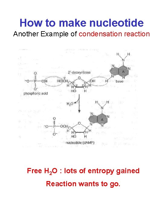 How to make nucleotide Another Example of condensation reaction Free H 2 O :