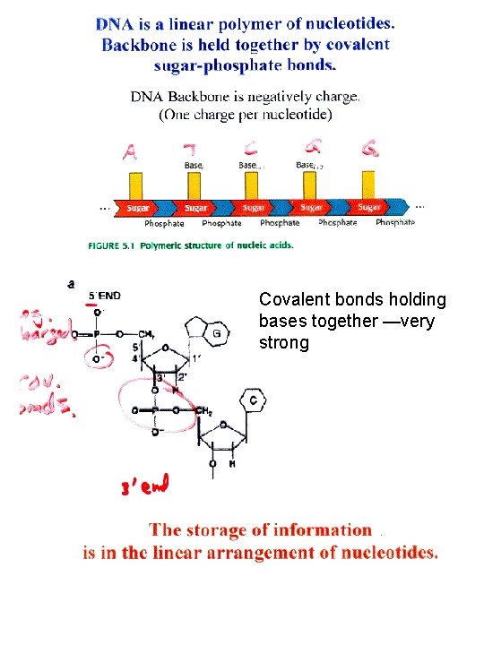 Covalent bonds holding bases together —very strong 