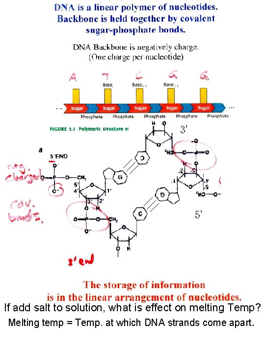 3’ 5’ If add salt to solution, what is effect on melting Temp? Melting