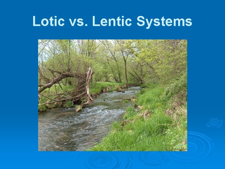 Lotic vs. Lentic Systems 