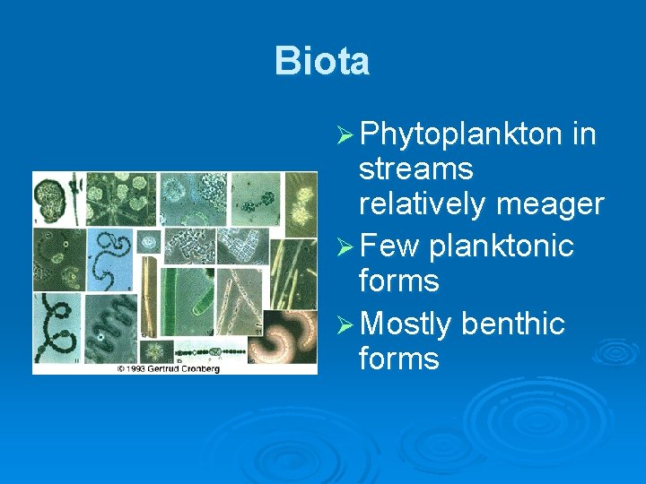 Biota Ø Phytoplankton in streams relatively meager Ø Few planktonic forms Ø Mostly benthic