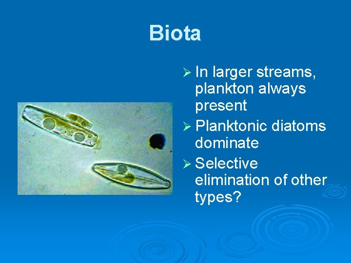Biota Ø In larger streams, plankton always present Ø Planktonic diatoms dominate Ø Selective