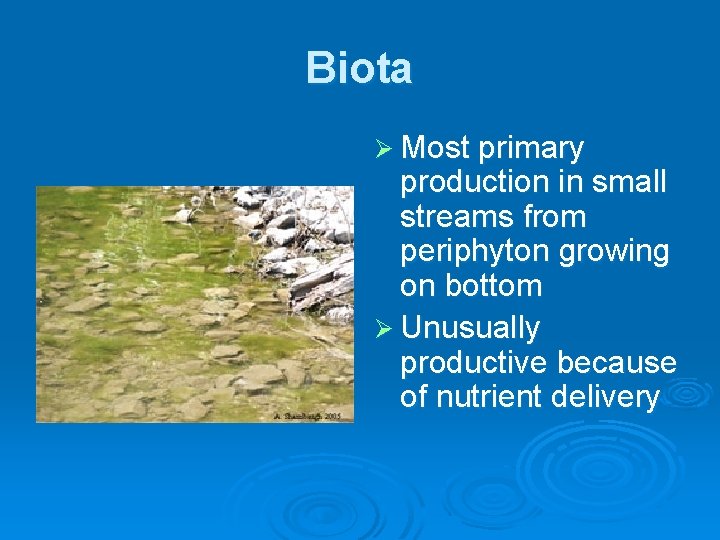 Biota Ø Most primary production in small streams from periphyton growing on bottom Ø