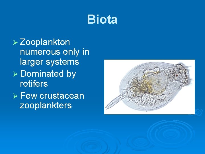 Biota Ø Zooplankton numerous only in larger systems Ø Dominated by rotifers Ø Few