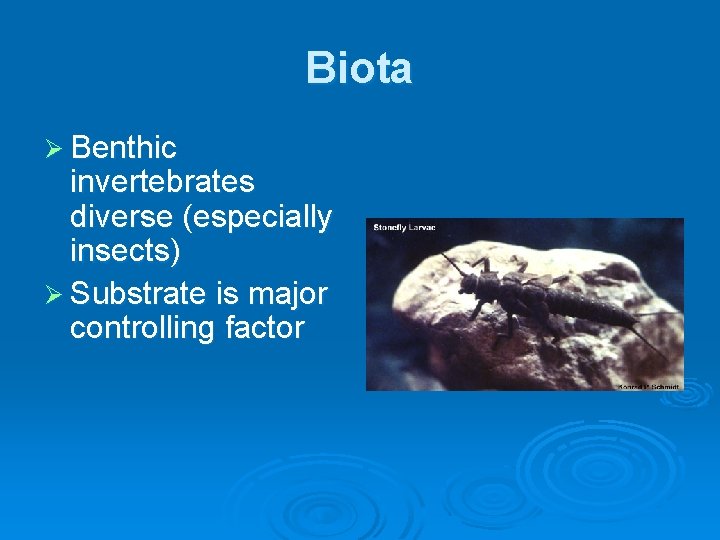 Biota Ø Benthic invertebrates diverse (especially insects) Ø Substrate is major controlling factor 