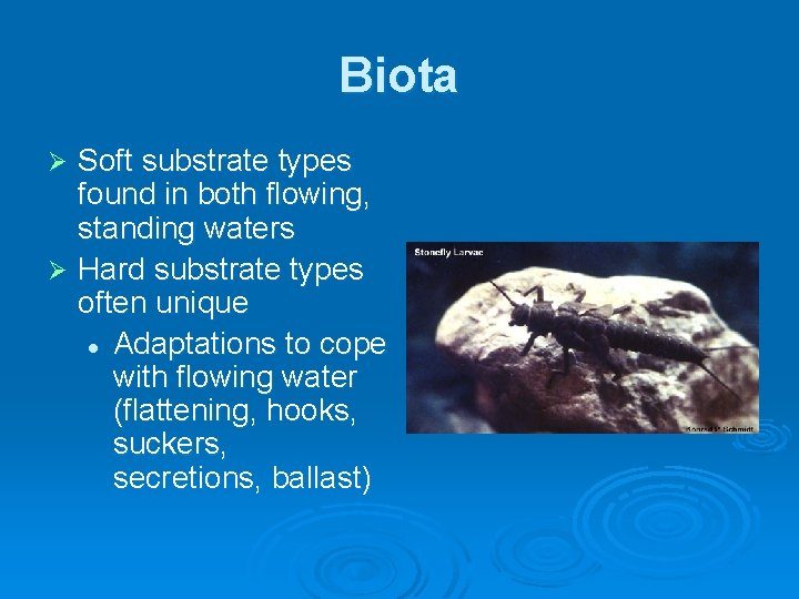 Biota Soft substrate types found in both flowing, standing waters Ø Hard substrate types