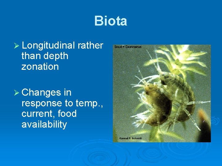 Biota Ø Longitudinal rather than depth zonation Ø Changes in response to temp. ,