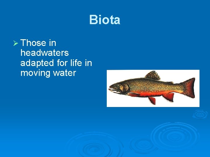 Biota Ø Those in headwaters adapted for life in moving water 