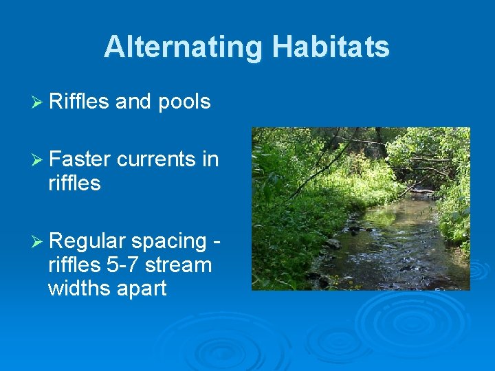 Alternating Habitats Ø Riffles and pools Ø Faster currents in riffles Ø Regular spacing